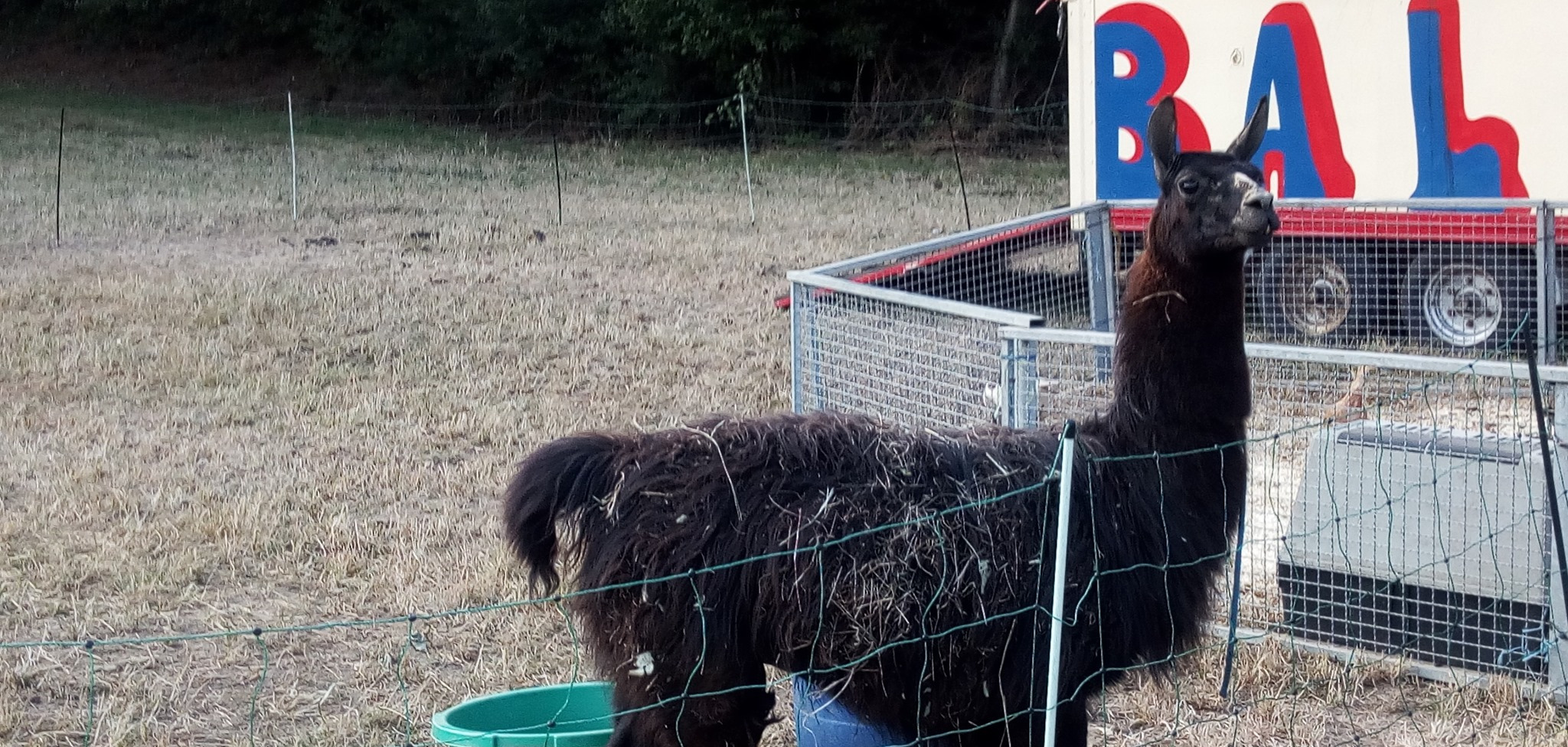 Ein schwarzes Lama oder Alpaka hinter einem Zaun
